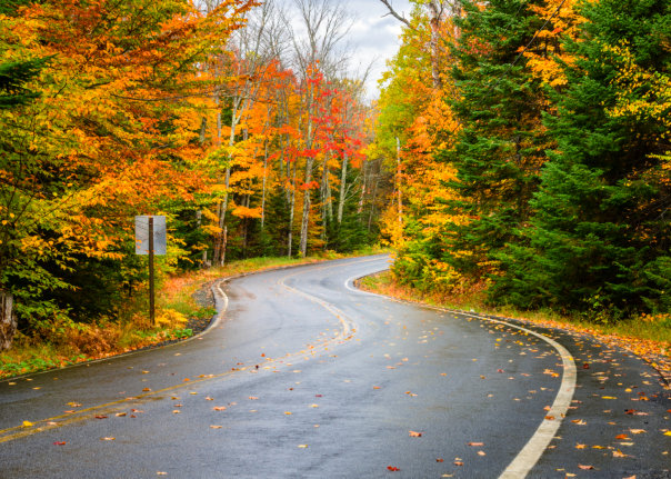 road with trees